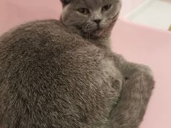 -三花喵·撸猫购宠·宠物生活馆(虹桥南丰城店)