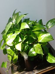 点击看大图 -ONE·男士国潮·美式渐变·理发馆·BARBER SHOP