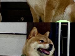 -逗柴咖啡屋·狗咖猫咖宠物桌游