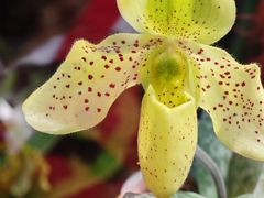 -中国科学院华南植物园