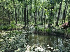 -合肥滨湖国家森林公园