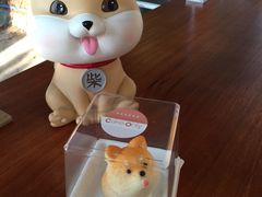 -柴犬高等学院·狗咖·柴犬售卖·宠物训练