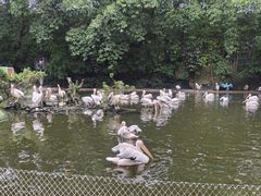 -广州长隆飞鸟乐园