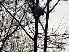 景点-成都大熊猫繁育研究基地