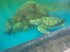 -广东惠东海龟国家级自然保护区