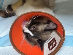 -贝来恩24H动物医院·转诊中心(稻香路店)