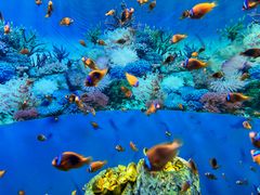 -海合安成都极地海洋公园