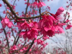 -花开海上生态园