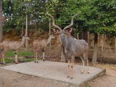 -清迈夜间动物园