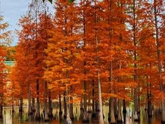 -白鹭湾湿地公园