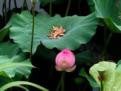-荷塘月色湿地公园·向阳花洲
