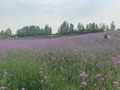 -紫颐香薰山谷景区