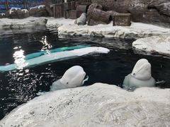 -杭州长乔极地海洋公园
