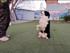 -宠物寄养训练学校