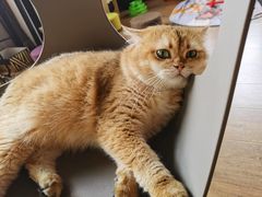 -东方名猫馆·英短金渐层布偶猫舍(环线广场1号楼店)