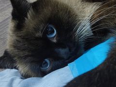 -宠颐生动物医院·心脏科·保险定点(锦阳分院)