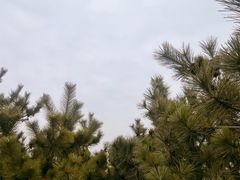 -日照海滨国家森林公园