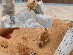 -西霞口神雕山野生动物世界