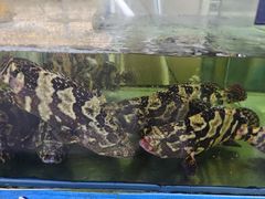 -聚鲜阁海鲜美食城(香水湾店)