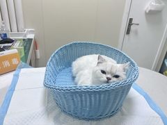 -纳吉亚猫专科动物医院博雅分院
