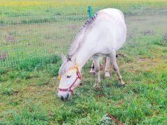 景点-青海湖国家重点风景名胜区