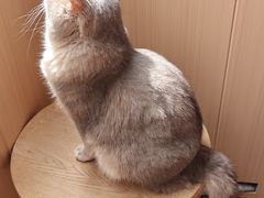 -MOCHA明星猫咖(田子坊店)