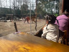 -上海野生动物园老虎餐厅