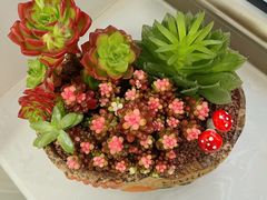 -花鸟鱼虫鲜花绿植市场(玉泉路店)
