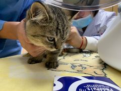 -宠颐生宠物医院·心肾内科·猫专科诊疗中心宠巢店
