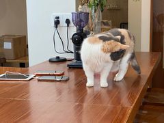 -有猫主题·治愈系猫咖(曾厝垵店)