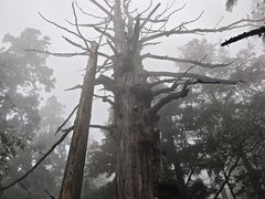 -天目山大树王景区