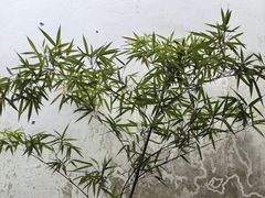 -苏州园林博物馆