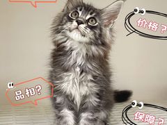 -lincat·猫舍(广州店)