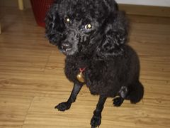 -安安宠物医院(情缘分院)