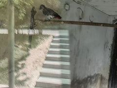-青藏高原野生动物园