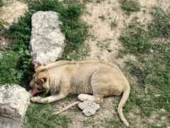 -石家庄市动物园