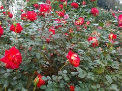 -人民公园(罗湖区)