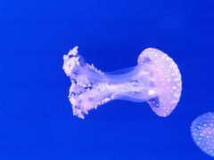 -福州罗源湾海洋世界旅游区