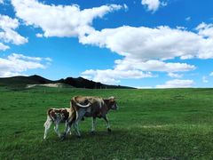 -乌兰布统草原