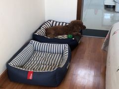 -宠福鑫康馨动物医院·骨科·眼科