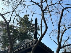 -秋霞圃