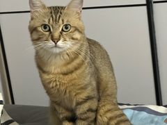 -萌兽医馆·宠物医院·猫骨科(创景店)