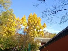 -泰山风景名胜区-普照寺