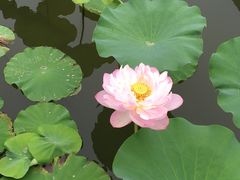 -微山湖红荷湿地景区