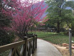 -广州市流溪河国家森林公园
