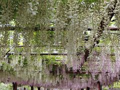 -嘉定紫藤园