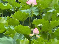 -三圣花乡旅游区