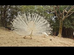 -泉州海丝野生动物世界