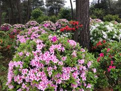 -南山植物园