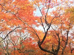 -常寂光寺